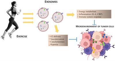 Muscle-derived exosomes and exercise in cancer prevention